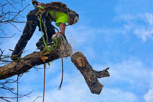 Best Storm Damage Tree Cleanup  in USA